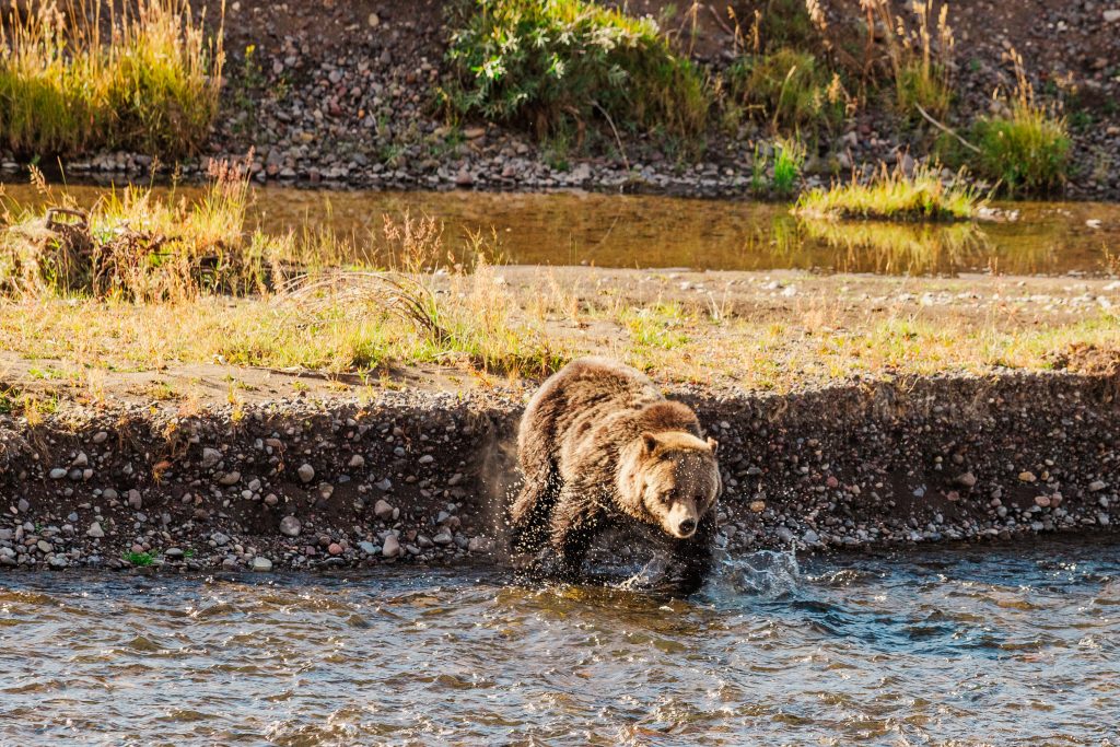 grizzlies of Yellowstone