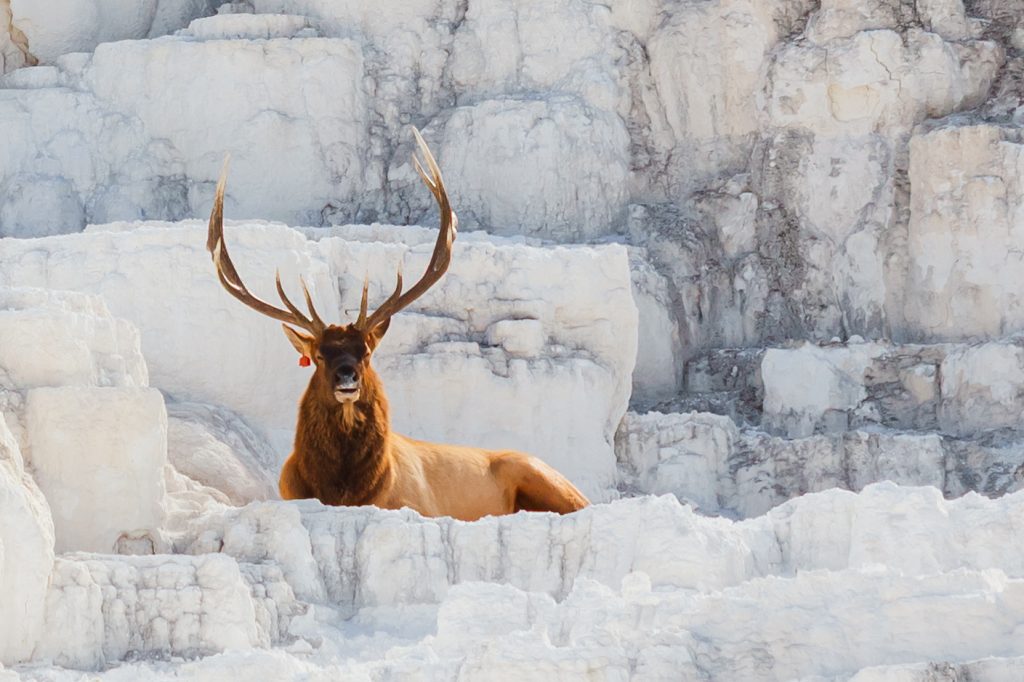 see elk when you visit Yellowstone