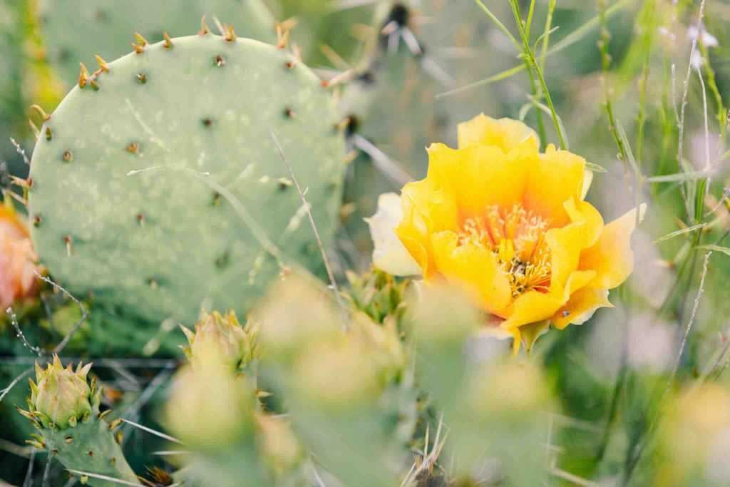 cactus flower of Texas